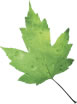 Green Cleaning